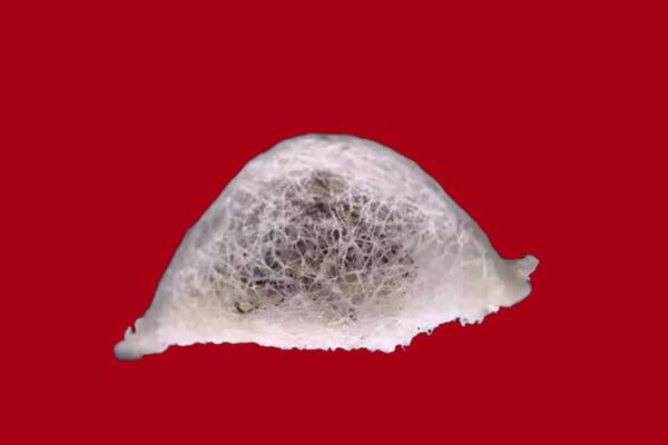 南和区回收燕窝
